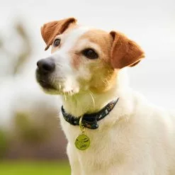 Disney Critters Dog Collar -Cheap Adult Fashion Store 6504048310005M 2